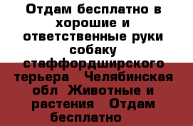 Отдам бесплатно в хорошие и ответственные руки собаку стаффордширского терьера - Челябинская обл. Животные и растения » Отдам бесплатно   